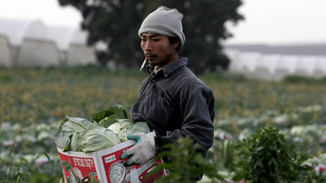 עובד חקלאות בקיבוץ נחל עוז