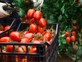 עגבניות שרי (צילום: BearFotos, ShutterStock)