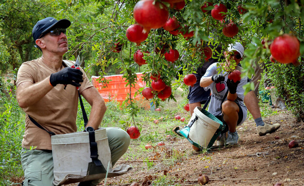 מתנדבים בחקלאות ביישובי עוטף עזה בדרום (צילום: יוסי זמיר, פלאש 90)