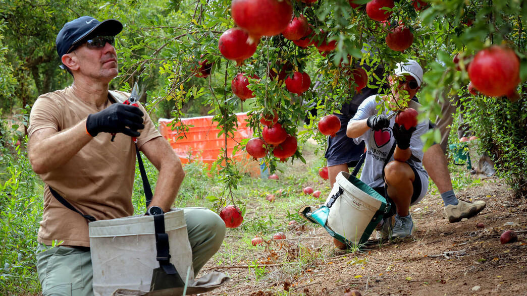מתנדבים בחקלאות ביישובי עוטף עזה בדרום