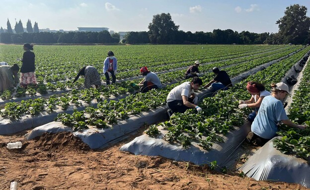 השומר החדש מתנדבים 2 