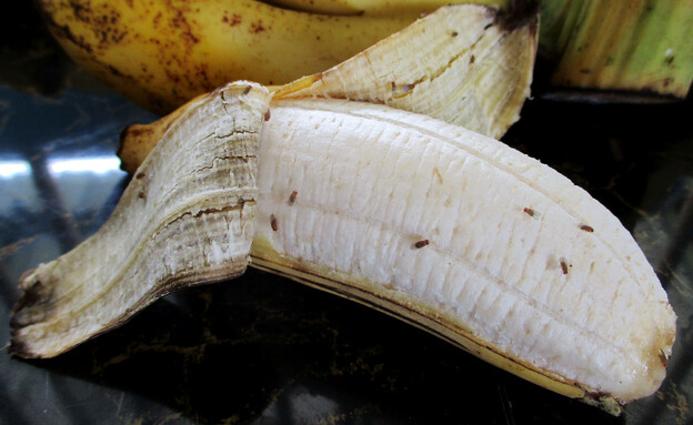 זבובי פירות על בננה מקולפת (צילום: SUPAPORNKH, SHUTTERSTOCK)