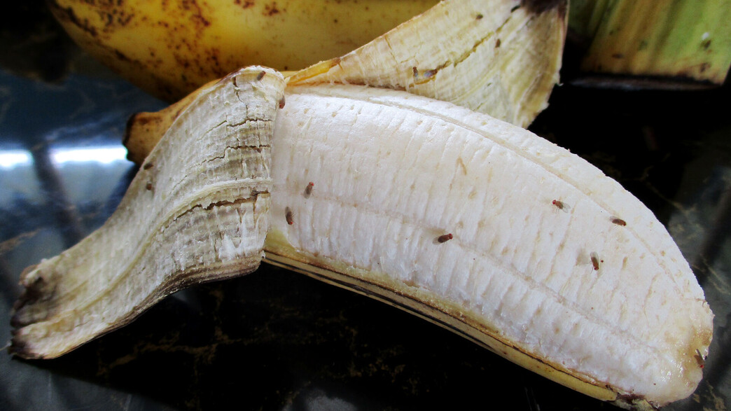זבובי פירות על בננה מקולפת (צילום: SUPAPORNKH, SHUTTERSTOCK)