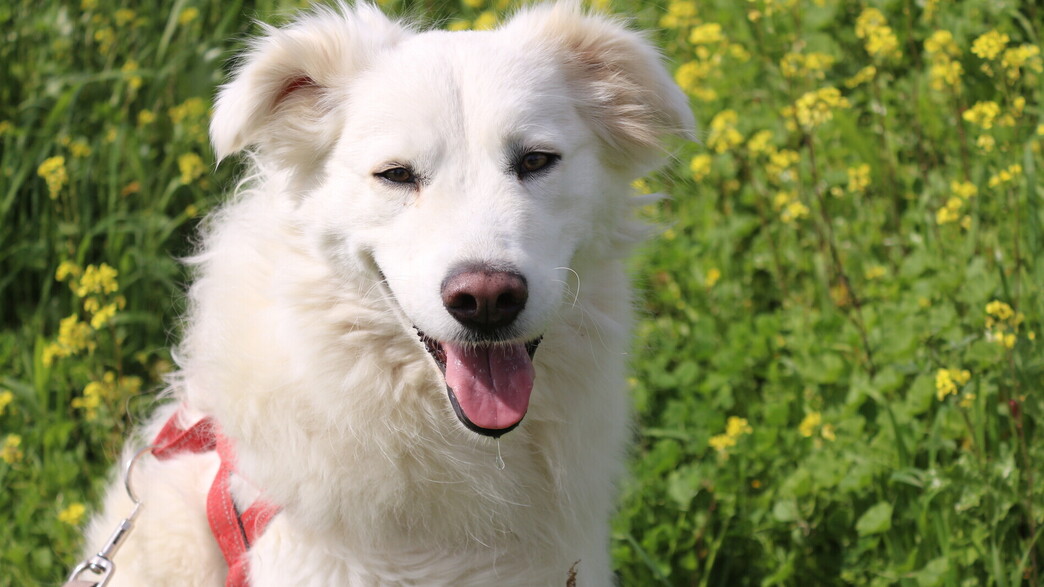 כלבים לאימוץ כלבים לאימוץ
