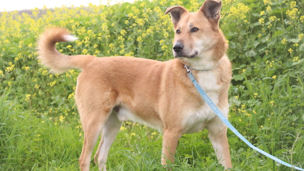 כלבים לאימוץ