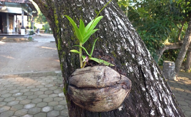 סחלב נעוץ לגזע עץ בתוך קליפת קוקוס (צילום: Diemas Pradesta, SHUTTERSTOCK)