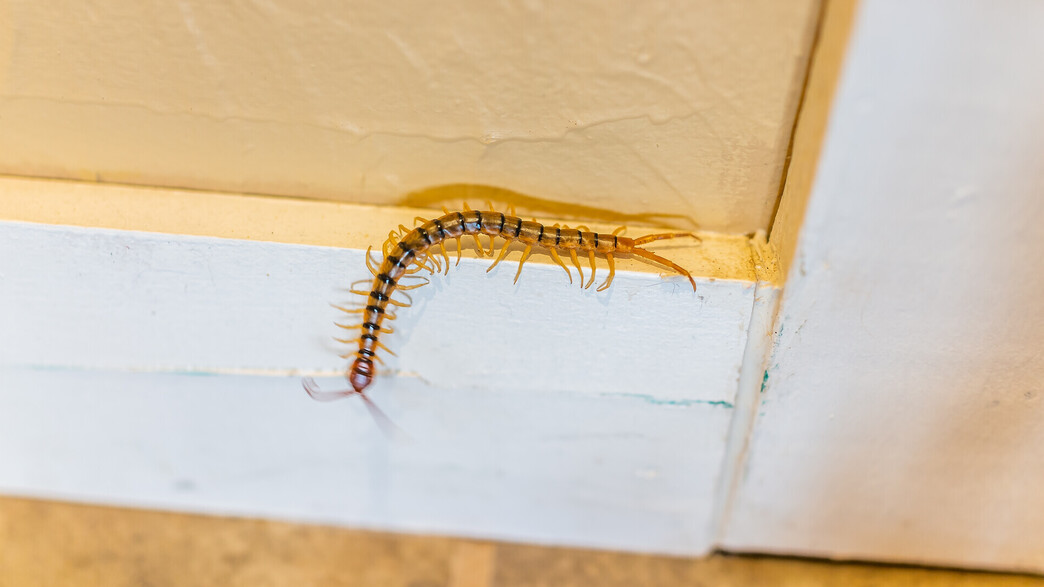 מרבה רגליים בבית, נדל מרבה רגליים בבית, נדל