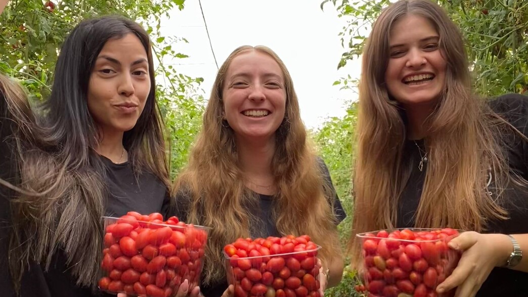 סטודנטיות מתנדבות במלגת קטיף לאומי סטודנטיות מתנדבות במלגת קטיף לאומי