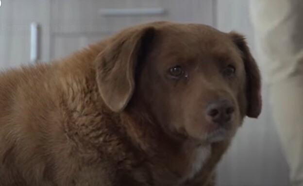 בובי, הכלב המבוגר בעולם (צילום: youtube)