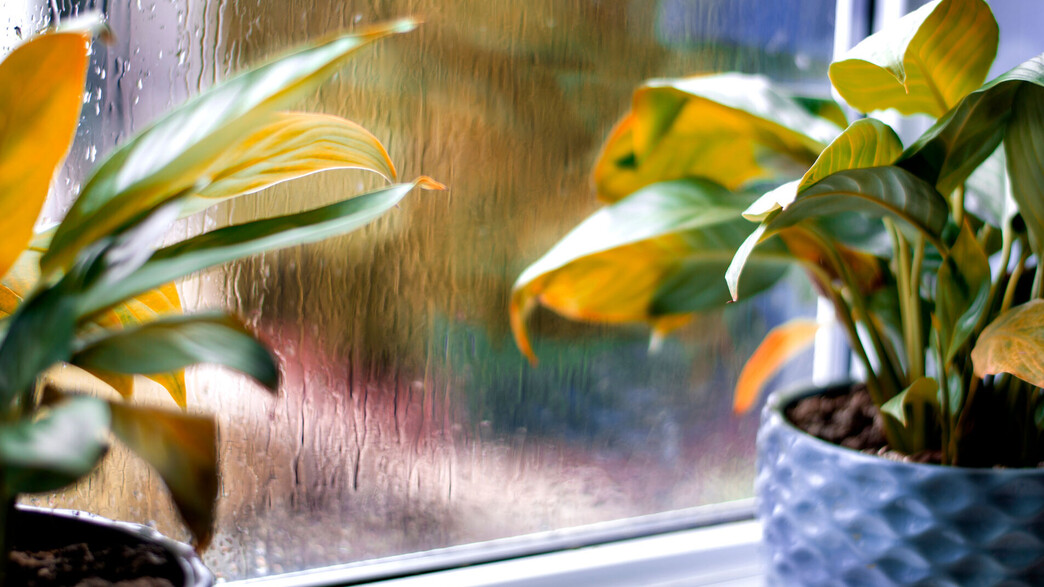 גשם בחלון, עציצים על אדן החלון גשם בחלון, עציצים על אדן החלון