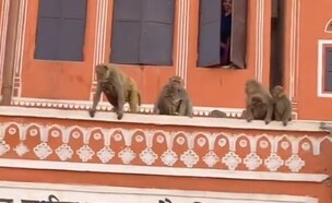 קופים בהודו (צילום: מתוך הרשתות החברתיות לפי סעיף 27א' לחוק זכויות יוצרים)