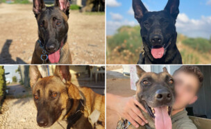 ארבעת הכלבים שנהרגו ברצועת עזה: ג'ק, טייגה, מידו,  (צילום: דובר צה"ל)