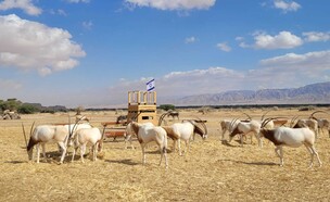 שמורת חי בר יטבתה (צילום: אלה אגרא)