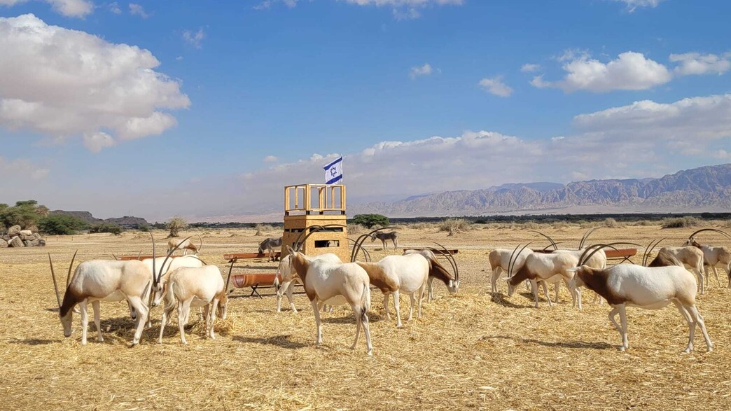 בגלל התפרצות מחלת הפה והטלפיים: חי בר כרמל וחי בר יטבתה נסגרים זמנית