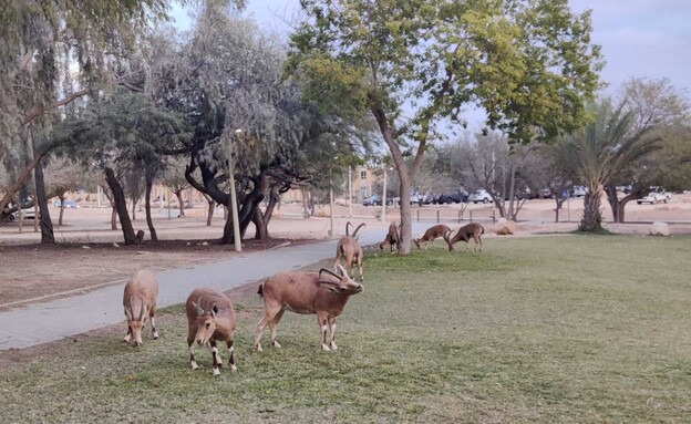 שדה בוקר (צילום: אורלי גנוסר)