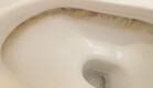 אסלה מלוכלכת, עובש (צילום: Socialtruant, SHUTTERSTOCK)