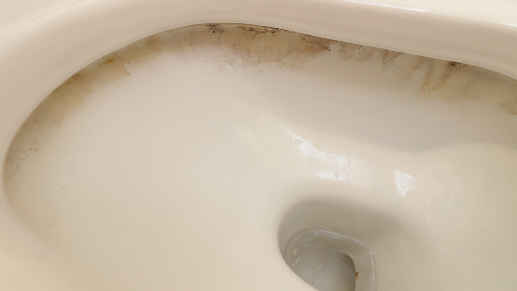 אסלה מלוכלכת, עובש אסלה מלוכלכת, עובש