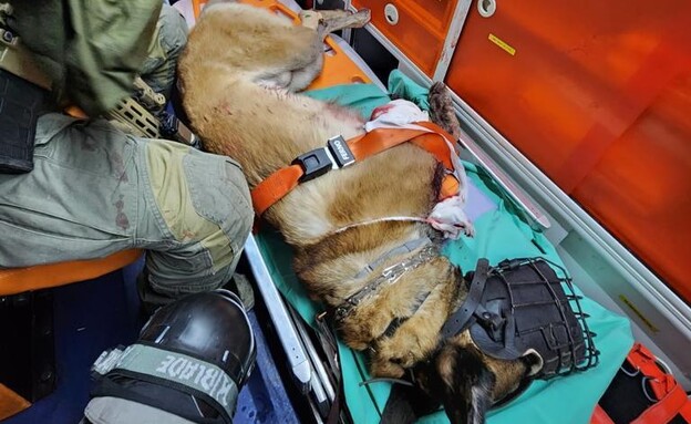 איחוד הצלה מטפלים בכלב שנפצע בשביעי באוקטובר (צילום: איחוד הצלה)