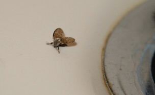 יתוש עש ליד כיור, זבובי ניקוז, זבובי כיור, זבובי ביוב (צילום: Birgit Bierschenk, SHUTTERSTOCK)