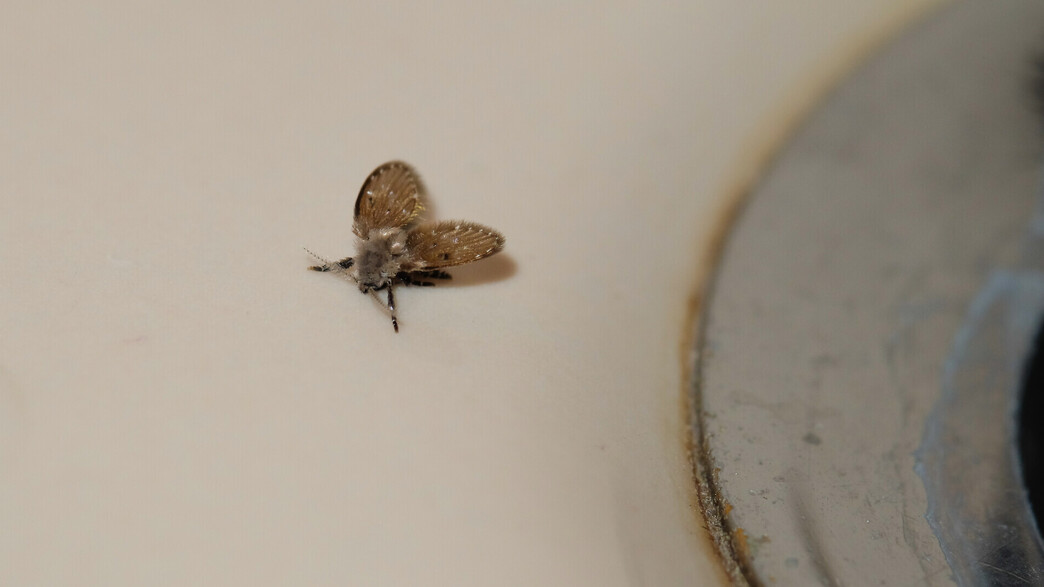 יתוש עש ליד כיור, זבובי ניקוז, זבובי כיור, זבובי ביוב יתוש עש ליד כיור, זבובי ניקוז, זבובי כיור, זבובי ביוב