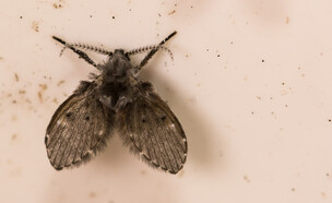 יתוש עש, זבוב ניקוז, זבוב ביוב, drain flies (צילום: Jay Ondreicka, SHUTTERSTOCK)