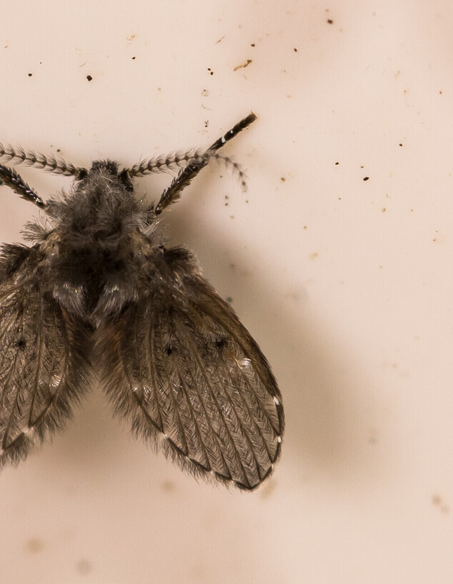יתוש עש, זבוב ניקוז, זבוב ביוב, drain flies