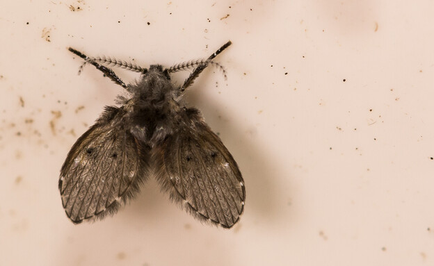 יתוש עש, זבוב ניקוז, זבוב ביוב, drain flies (צילום: Jay Ondreicka, SHUTTERSTOCK)