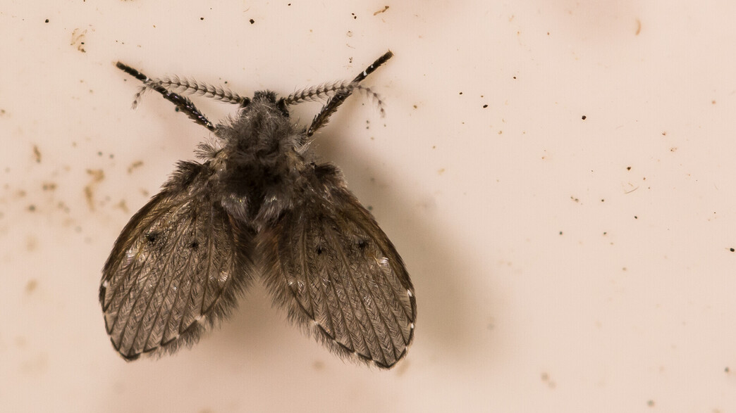 יתוש עש, זבוב ניקוז, זבוב ביוב, drain flies יתוש עש, זבוב ניקוז, זבוב ביוב, drain flies