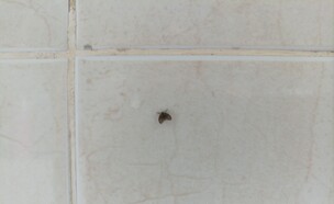 יתוש עש, זבוב ניקוז, זבוב כיור, Psychodidae (צילום: Rizalakbar.ss, SHUTTERSTOCK)