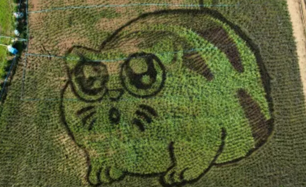 מייצג של חתול בשדה אורז (צילום: רויטרס)