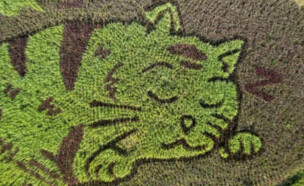 מייצג של חתול בשדה אורז (צילום: רויטרס)