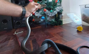 סיוט חג המולד: אחד הנחשים הקטלניים בעולם הגיח מהעץ בסלון  (צילום: מתוך הרשתות החברתיות לפי סעיף 27א' לחוק זכויות יוצרים)