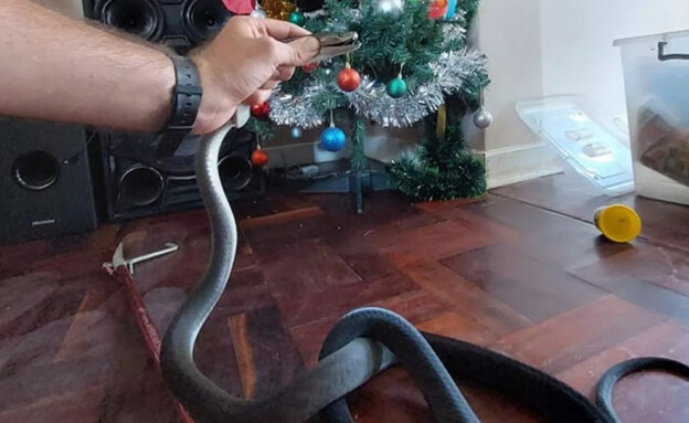 סיוט חג המולד: אחד הנחשים הקטלניים בעולם הגיח מהעץ בסלון  (צילום: מתוך הרשתות החברתיות לפי סעיף 27א' לחוק זכויות יוצרים)