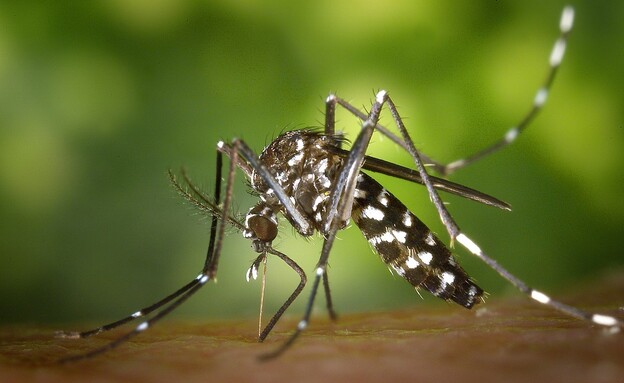 יתוש טיגריס (צילום: ויקיפדיה- James Gathany, CDC)