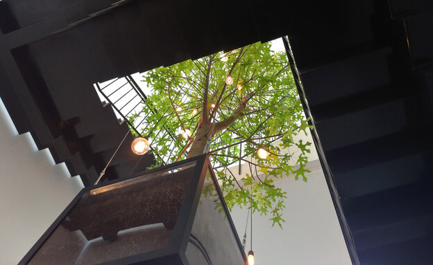 עץ בתוך הבית עיצוב סטודיו ליאת מרום אדריכלות נוף דקל סידס  (צילום: אילן נחום)