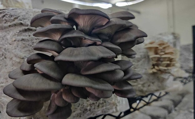 חוות הפטריות (צילום: אורלי גנוסר)