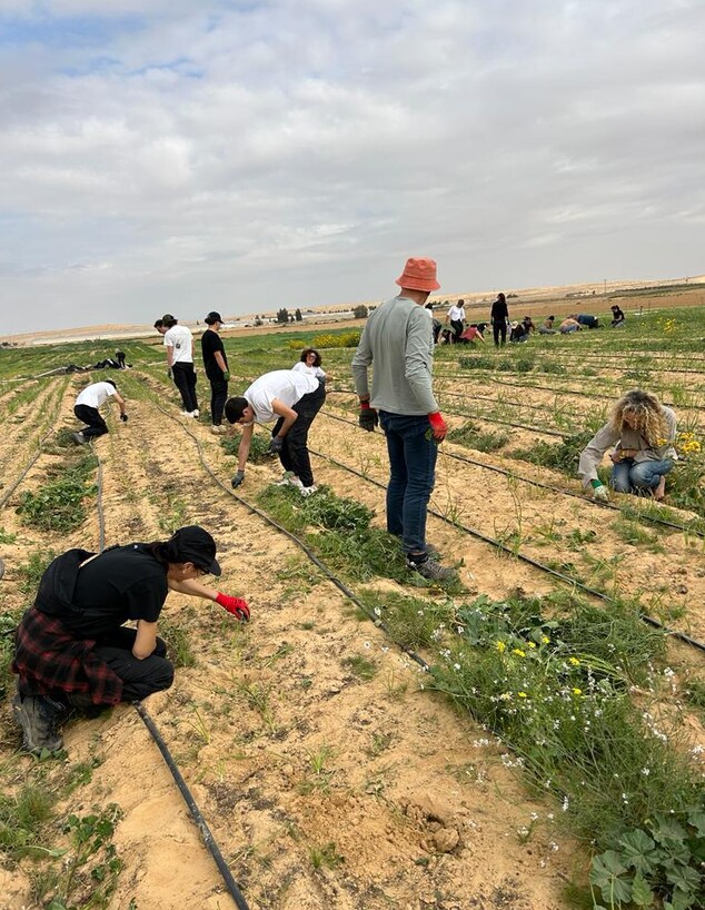 התנדבות חקלאית בפתחת ניצנה (צילום: אלין אברמזיק)