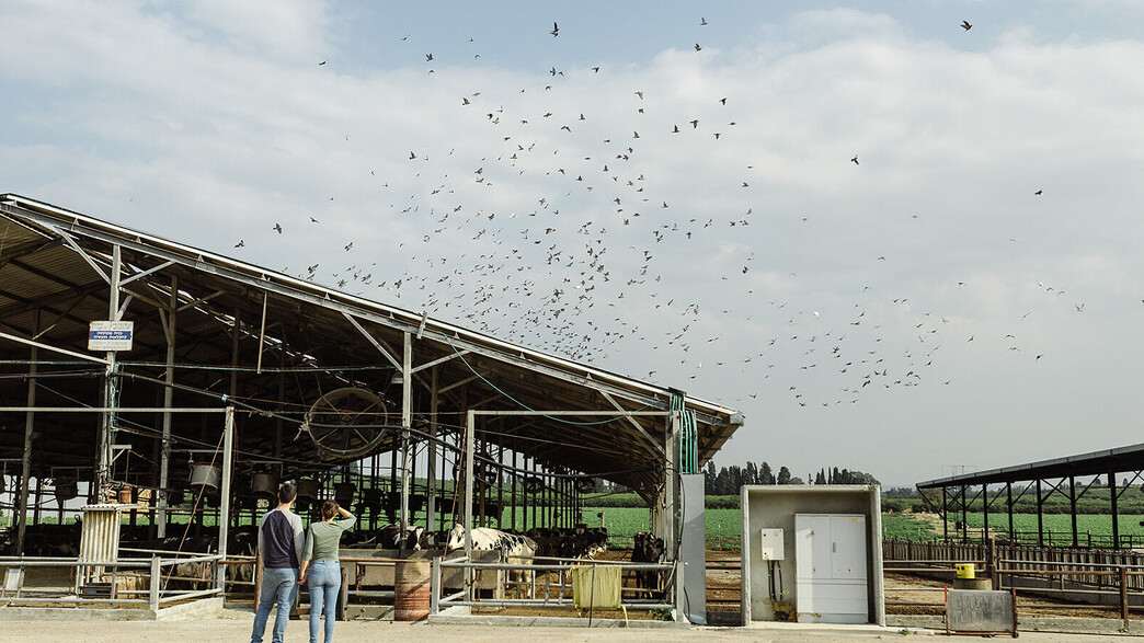 העמק השווה העמק השווה