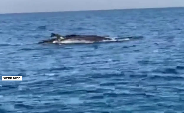 באורך 10 מ': לווייתן צעיר נצפה ממערב להרצליה