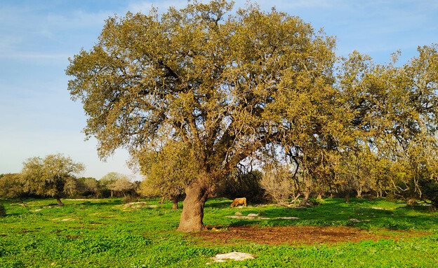 טיולי טבע משפחתיים (צילום: באדיבות מטיילים)