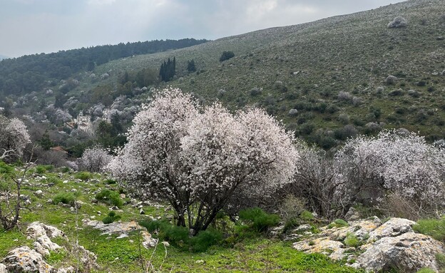 שקדיות בנחל ראש פינה (צילום: אטי קוריאט, רשות הטבע והגנים)