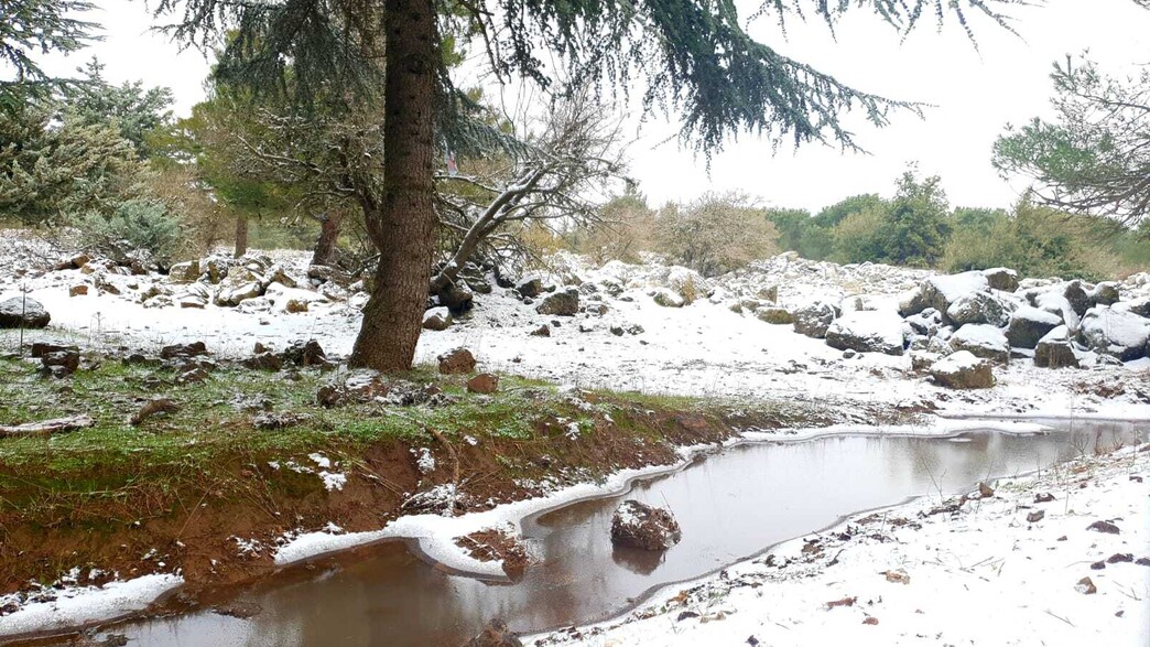 שלג בגולן (צילום: מוטי פיאדה)