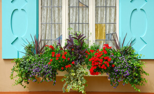 אדנית מלאה פרחים שונים על חלון טורקיז מעוצב (צילום: istockphoto)