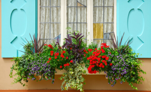 אדנית מלאה פרחים שונים על חלון טורקיז מעוצב (צילום: istockphoto)