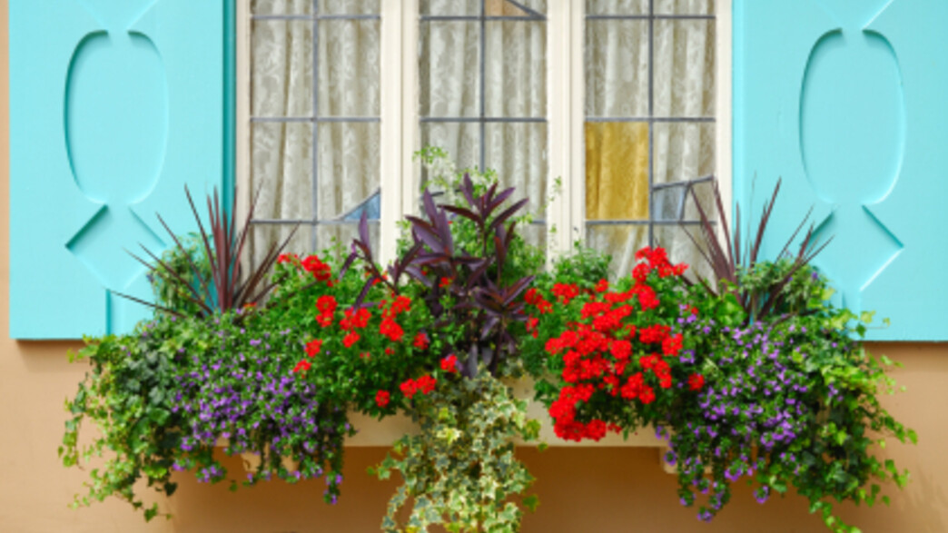 אדנית מלאה פרחים שונים על חלון טורקיז מעוצב