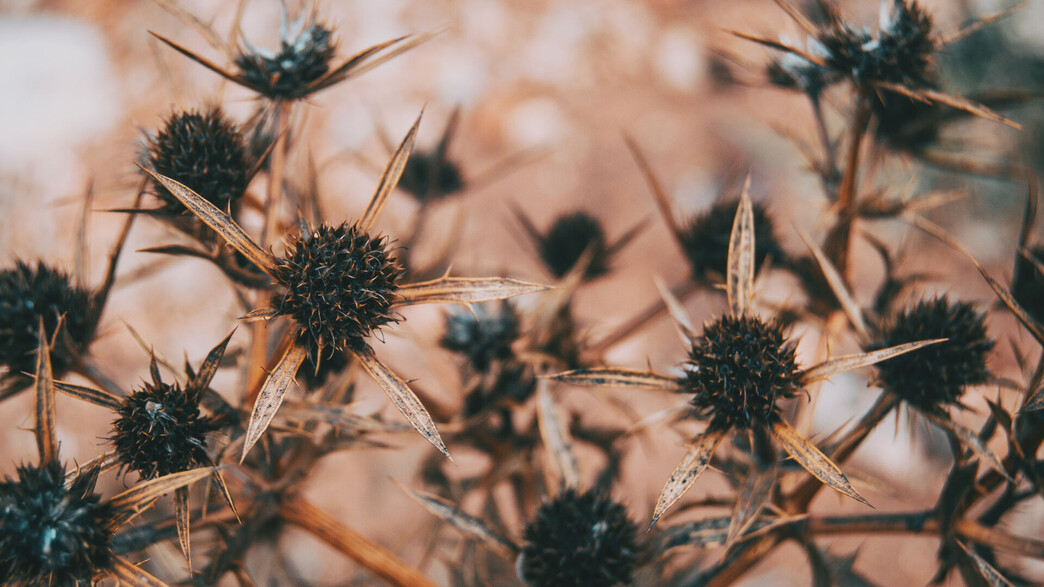 שיח קוצני שרוף שיח קוצני שרוף