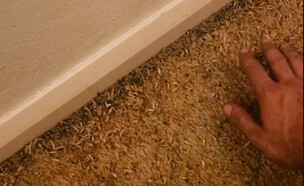 שטיח שנהרס מזחלים של עש הבגדים (צילום: tiktok/roachsniper)