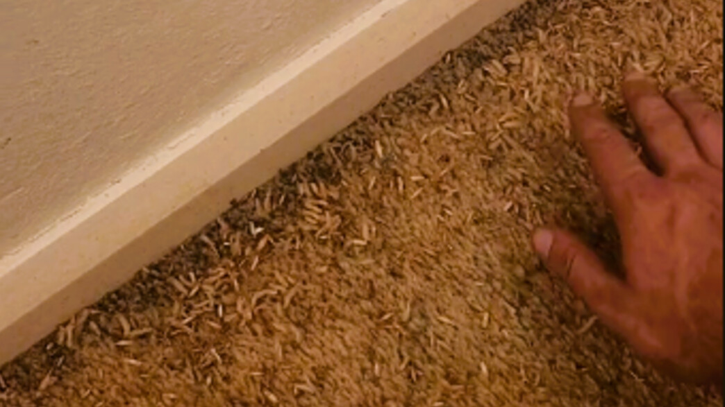 שטיח שנהרס מזחלים של עש הבגדים שטיח שנהרס מזחלים של עש הבגדים