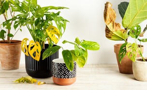 עציצים נבולים, עציץ נבול (צילום: Valentina_G, SHUTTERSTOCK)