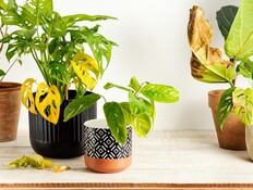 עציצים נבולים, עציץ נבול (צילום: Valentina_G, SHUTTERSTOCK)